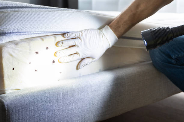 Best Bed Bug Extermination  in Heyburn, ID