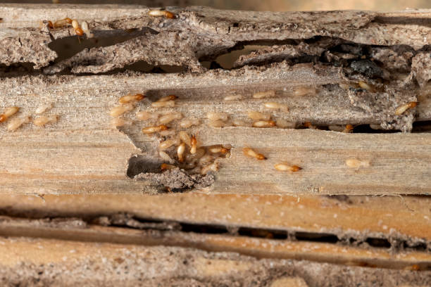 Best Best Pest Control Companies  in Heyburn, ID