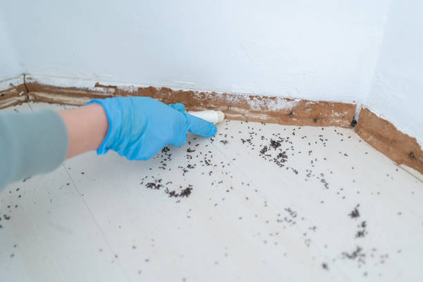 Best Residential Pest Control  in Heyburn, ID